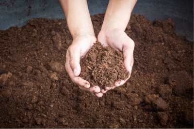 Peat Moss