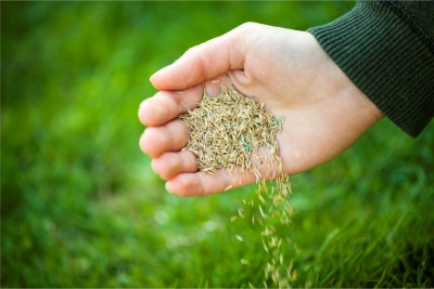 Plush Lawn Overseeding 1