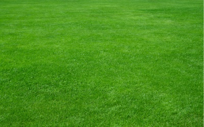 Plush Lawn Ph